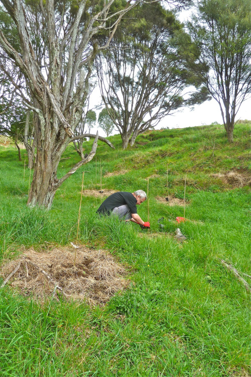 man planting a tree
